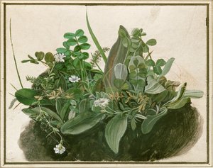 Pieni nurmikasa (vesiväri, tempera ja sivellin pergamentille, pahville kiinnitettynä). tekijältä German School