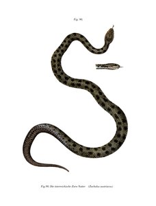 Smooth Snake (väri litho) tekijältä German School