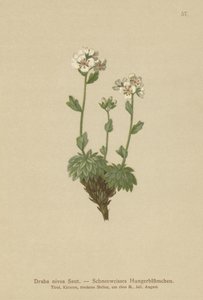 Lumivalkoinen Whitlow-ruoho (Draba nivea) tekijältä German School