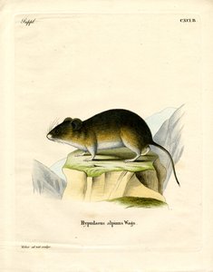 Snow Vole (värillinen kaiverrus) tekijältä German School