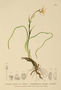 Snowdon Lily (Lloydia serotina, Gagea serotina, Lloydia alpina, Lloydia striata) tekijältä German School