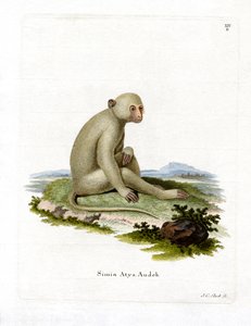 Sooty Mangabey (värillinen kaiverrus) tekijältä German School