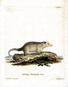 Southern Opossum (värillinen kaiverrus) tekijältä German School