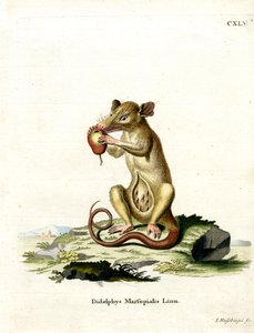 Southern Opossum (värillinen kaiverrus) tekijältä German School
