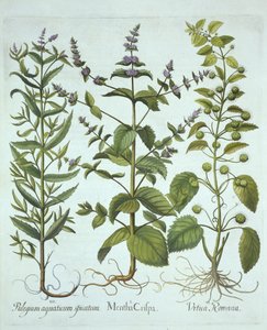 Viherminttu, roomalainen nokkonen ja pitkälehtinen hevosminttu, Hortus Eystettensis, kirjoittanut Basil Besler (1561-1629), pub. 1613 (käsinvärinen kaiverrus) tekijältä German School