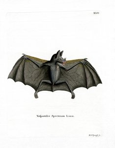 Spectral Bat (värillinen kaiverrus) tekijältä German School