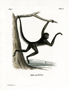 Spider Monkey (värillinen kaiverrus) tekijältä German School
