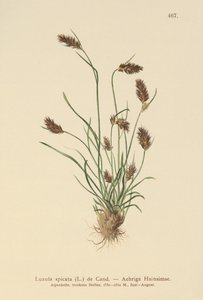 piikkimetsä (Luzula spicata) tekijältä German School