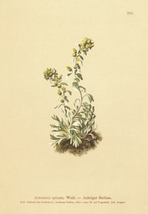 piikkikoiruoho (Artemisia spicata, Artemisia bocconei, Artemisia genipi) tekijältä German School