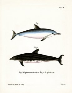 Spinner Dolphin (värillinen kaiverrus) tekijältä German School