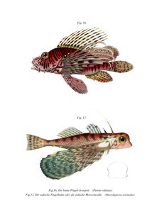 Spotfin Lionfish (väri litho) tekijältä German School