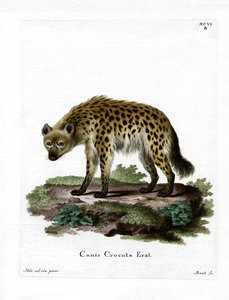 Täplillinen hyena tekijältä German School
