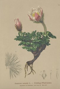 Kevätvuokko (Anemone vernalis, Pulsatilla vernalis) tekijältä German School