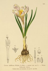 Kevätkrookus (Crocus albiflorus, Crocus vernus) tekijältä German School