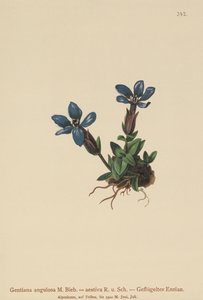 Kevätgentiaani (Gentiana verna, Gentiana angulosa, Gentiana aestiva) tekijältä German School