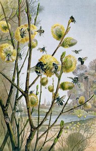 Kevät hyönteismaailmassa, levy Brehms Tierlebeniltä: Allgemeine Kunde des Tierreichs, osa 9, s. 216, julkaissut Bibliographic Institute, 1892 tekijältä German School
