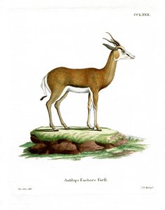 Springbok (värillinen kaiverrus) tekijältä German School