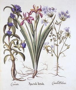 Stinking Iris, Orlaya ja Crosswort Gentian, Hortus Eystettensis, kirjoittanut Basil Besler (1561-1629), pub. 1613 (käsinvärinen kaiverrus) tekijältä German School