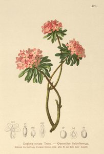 juovakivikirkko (Daphne striata) tekijältä German School