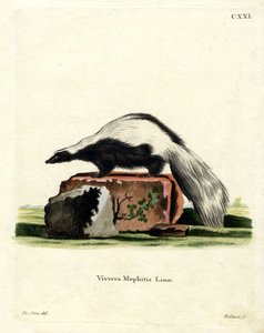 Striped Skunk (värillinen kaiverrus) tekijältä German School