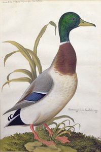 Tutkimus sinisorsasta, n. 1790 (wc, guassi paperilla)