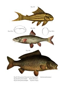 Suckermouth Catfish (väri litho) tekijältä German School