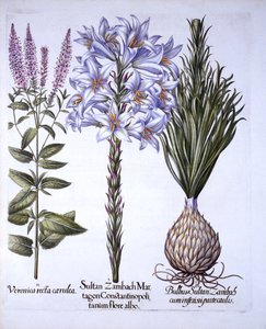 Sultan Zambach Lily and Bulb, Veronica, Hortus Eystettensis, kirjoittanut Basil Besler (1561-1629), pub. 1613 (käsinvärinen kaiverrus) tekijältä German School