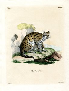 Sunda Clouded Leopard (värillinen kaiverrus) tekijältä German School