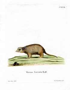 Surikate (värillinen kaiverrus) tekijältä German School