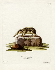 Tailleless Tenrec (värillinen kaiverrus) tekijältä German School