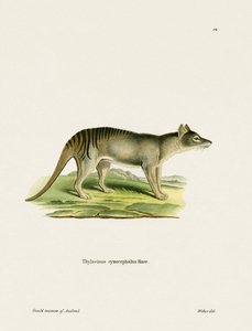 Tasmanian Tiger (värillinen kaiverrus) tekijältä German School
