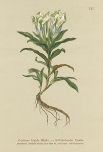 Tauern Gentian (Gentiana frigidum) tekijältä German School