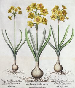Tazetta Narcissi, Basil Beslerin (1561-1629) Hortus Eystettensisistä, pub. 1613 (käsinvärinen kaiverrus) tekijältä German School