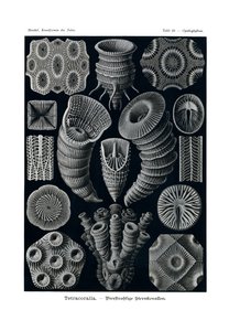 Tetracoralla, 1899-1904 tekijältä German School