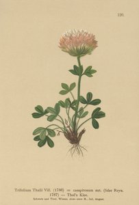 Thals Clover (Trifolium Thalii, Trifolium caespitosum) tekijältä German School
