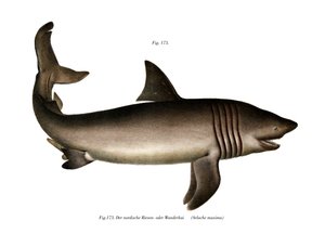 Basking Shark (väri litho) tekijältä German School