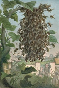 Mehiläispesä, 1800-luvun loppu tekijältä German School