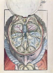 Aivot, Georg Bartischin (1535-1636) Ophthalmodouleiasta, joka julkaistiin Dresdenissä vuonna 1583 (värillinen puupainatus)
