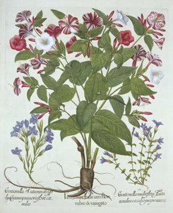 The Marvel of Peru ja Two Varities of Gentian, Hortus Eystettensis, kirjoittanut Basil Besler (1561-1629), pub. 1613 (käsinvärinen kaiverrus) tekijältä German School