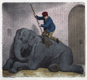 Lilli-norsun aamukäymälä. Teoksessa "" Wenn Jemand eine Reise thut, so kann er was erzahlen"" (Kun joku matkustaa, tämän hän osaa kertoa), Franz Wiedemannin saksalainen tarina tekijältä German School