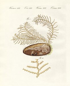 Sertularian hydroid (värillinen kaiverrus) tekijältä German School