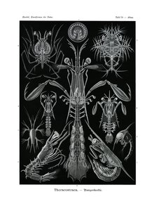 Thoracostraca, 1899-1904 tekijältä German School