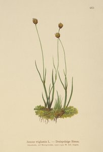 Kolmirunkoinen Rush (Juncus triglumis) tekijältä German School