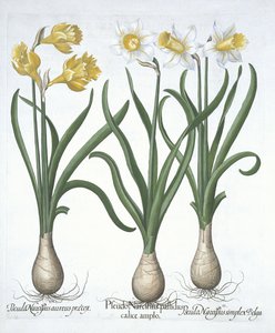 Kolme Pseudo-Narcissi, Hortus Eystettensis, Basil Besler (1561-1629) pub. 1613 (käsinvärinen kaiverrus) tekijältä German School