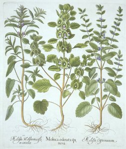 Kolme balsamityyppiä, Hortus Eystettensis, kirjoittanut Basil Besler (1561-1629), pub. 1613 (käsinvärinen kaiverrus) tekijältä German School