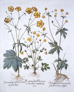 Kolme leinikkilajiketta, Hortus Eystettensis, Basil Besler (1561-1629), pub. 1613 (käsinvärinen kaiverrus) tekijältä German School