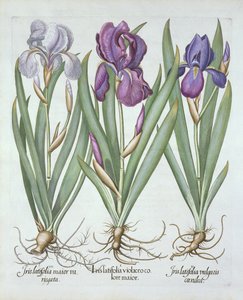 Kolme lajiketta juurakoita parrakkaita iiriksiä, Hortus Eystettensis, Basil Besler (1561-1629) pub. 1613 tekijältä German School