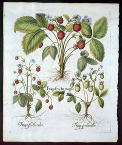Kolme mansikkalajiketta, lautanen 116, Basil Beslerin (1561-1629) pubista Hortus Eystettensis vuonna 1613 (käsinvärinen kaiverrus) tekijältä German School