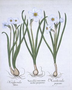 Kolme valkoista Narsissia, Hortus Eystettensis, Basil Besler (1561-1629) pub. 1613 (käsinvärinen kaiverrus) tekijältä German School