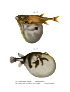 Kolmihampainen puffer (väri litho) tekijältä German School